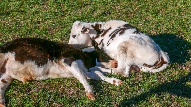 P1010845LR PF.jpg