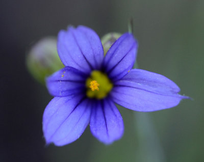 DSC_24993ps PF.jpg