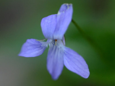 DSC_25072ps PF.jpg