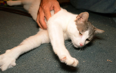 Snowball loves attention