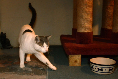 Snowball doesn't stop moving