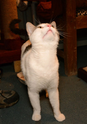 Snowball looking at a toy