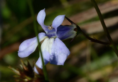 DSC_25878ps PF.jpg