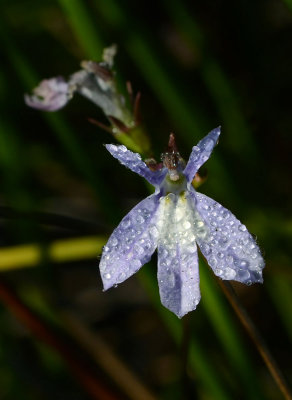 DSC_26028ps PF.jpg