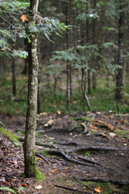 DSC_26813ps PF.jpg