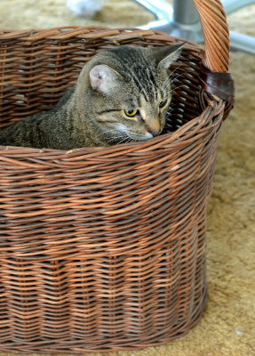 DSC_31886ps PF.jpg