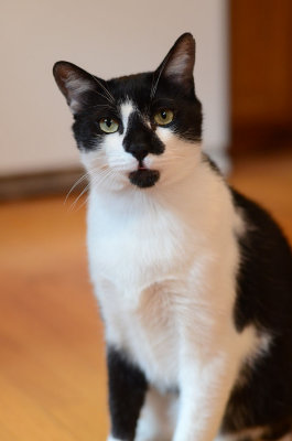 Luca - looking regal
