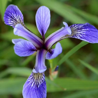 DSC_35537ps PF.jpg