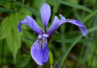 DSC_35534ps PF.jpg