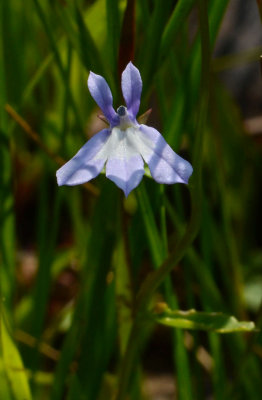 DSC_35651ps PF.jpg