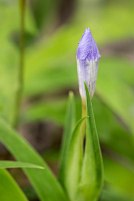 Crested Iris Bud