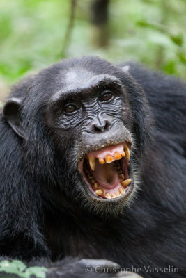 Chimpanzee of Kibale