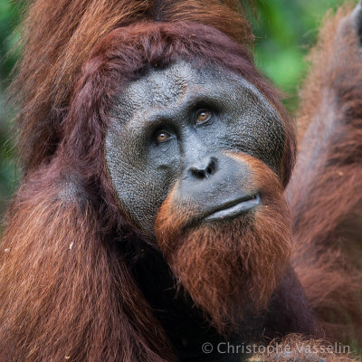 Male Orang Outan