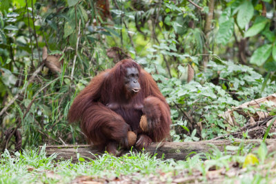 Orang Outan