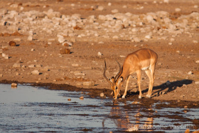 Impala at waterhole