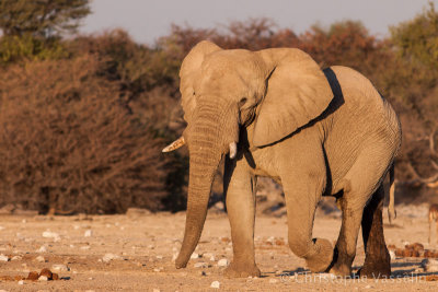 Elephant arriving at waterhole