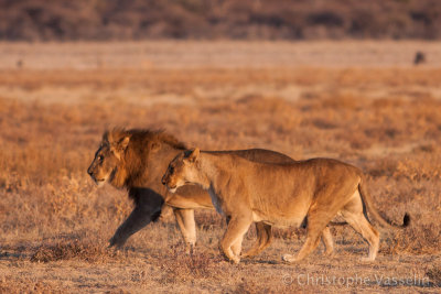 Lion, male and female