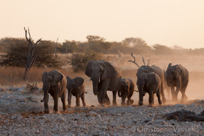 Elephant arriving at waterhole