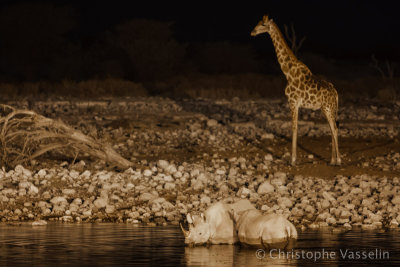 Waterhole by night