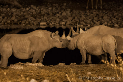 Black rhino at waterhole by night
