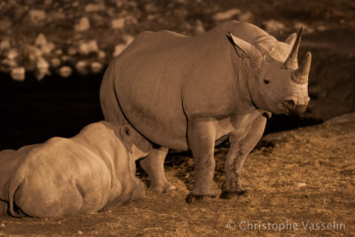 Black rhino: mother and young
