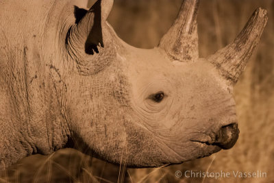 Portrait of Black rhino