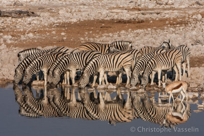 herd of zebras drinking in the morning