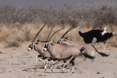 Race between ostrich and Oryx