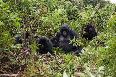Mountain gorillas - Hirwa group