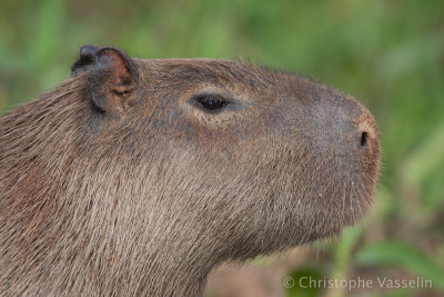 Portrait of Capibara
