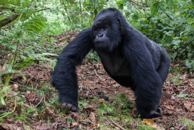 Male (not silverback) mountain gorilla