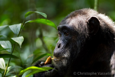 Chimpanzees of Kibale (Uganda)