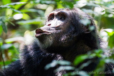 Chimpanzee