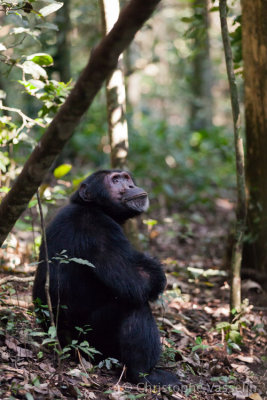 Chimpanzees of Kibale (Uganda)