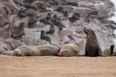 Cape Fur Seal