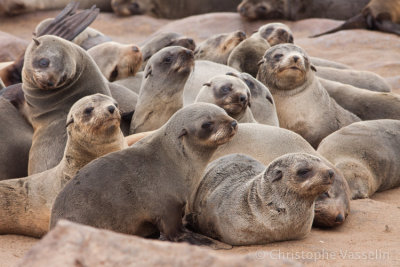 Cape Fur Seals