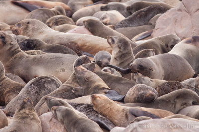 Cape Fur Seals