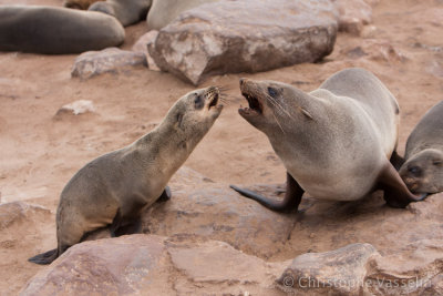 Cape Fur Seals
