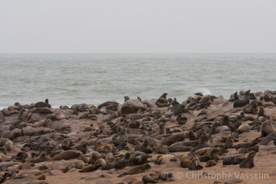 Cape Fur Seals