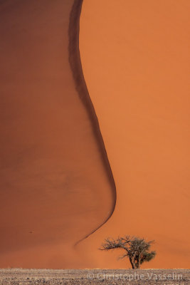 Dune