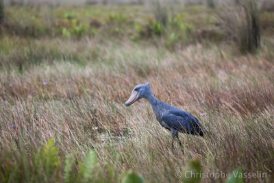 Shoebill