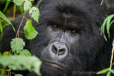 Virunga - Mountain Gorillas (DRC)
