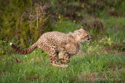 Young cheetah running