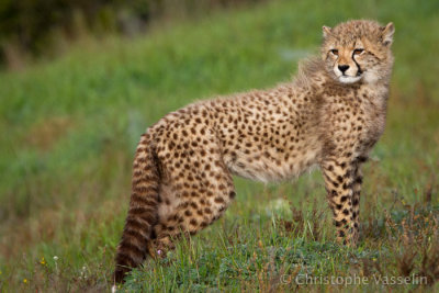 Young cheetah