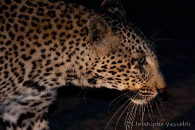 Leopard by night
