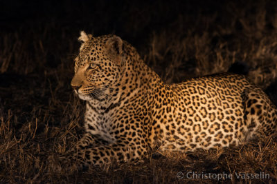 Leopard by night
