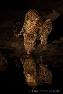 Leopard at waterhole