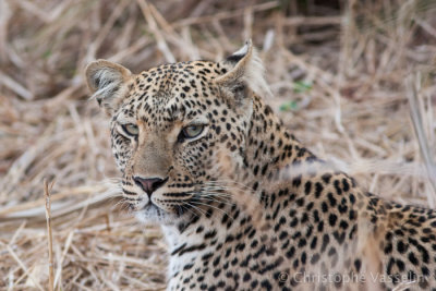 Eyes of leopard