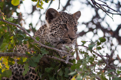 2005 - South Africa - Special Leopards