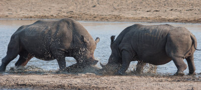 White rhino fight